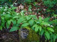 Lange Bärlauch Blütenreihe am feuchten Waldboden